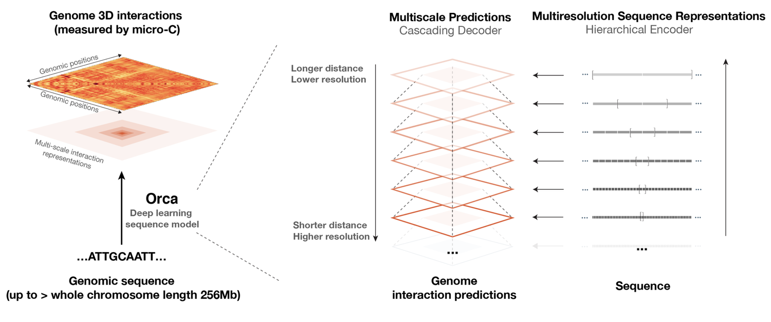 Orca visualization of three-dimensional genome architecture.