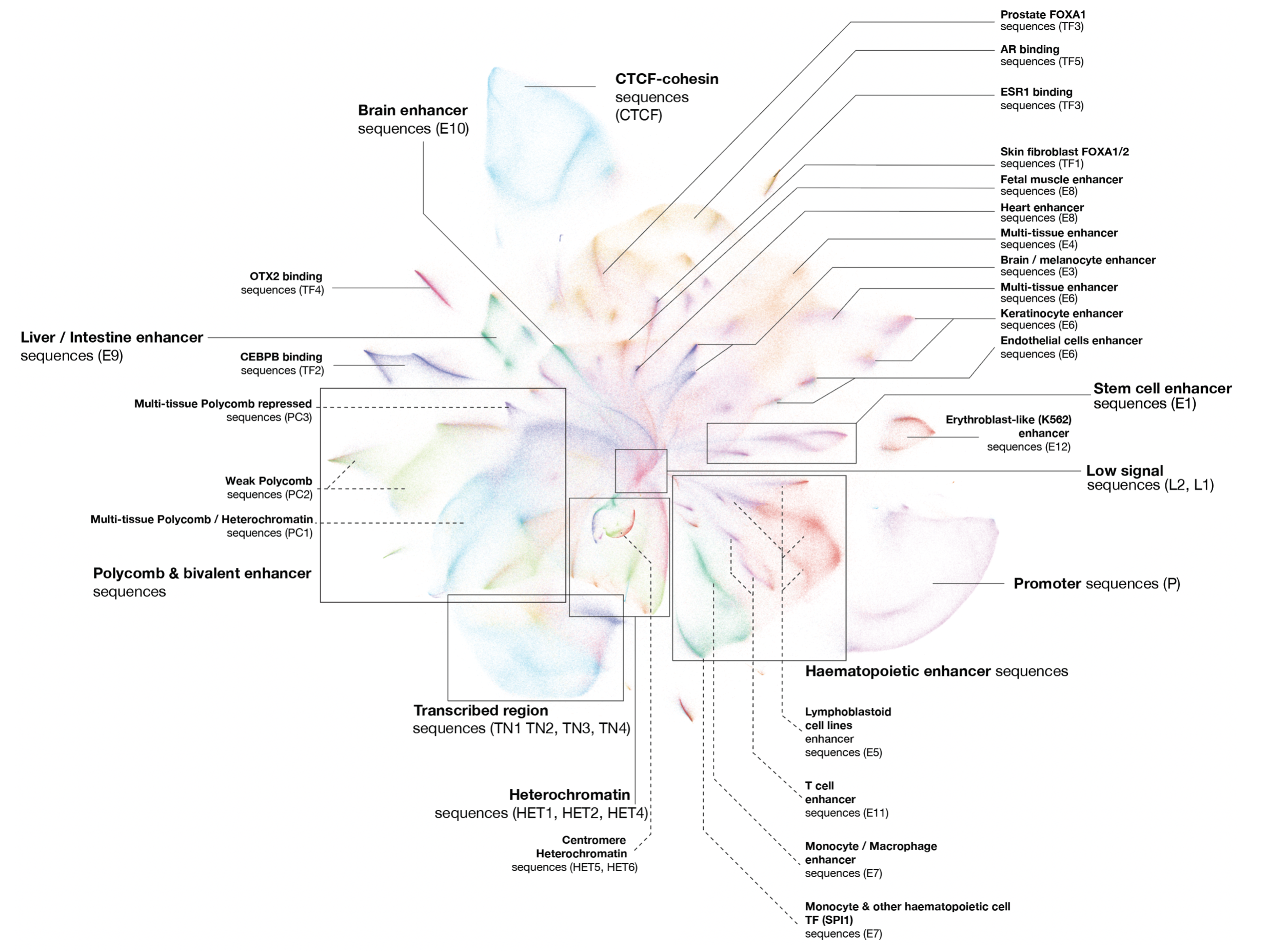 Sei regulatory sequence activity map.